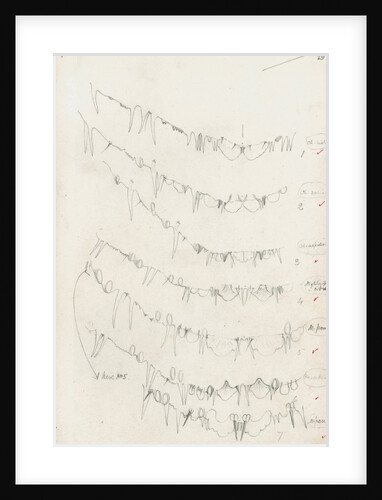 Posterior body margins of female Chionaspis and Mytilaspis by Robert Newstead