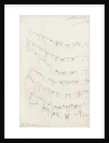 Posterior body margins of female Chionaspis and Mytilaspis by Robert Newstead