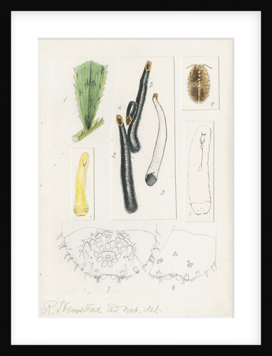 Ischnaspis filiformis by Robert Newstead