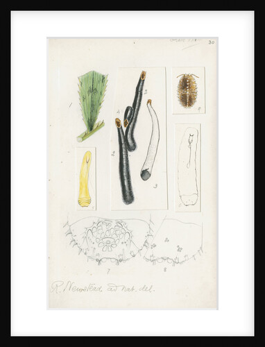 Ischnaspis filiformis by Robert Newstead