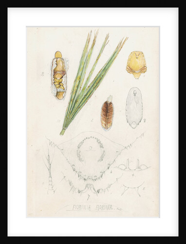 Fiorinia fioriniae [Palm fiorinia scale] by Robert Newstead