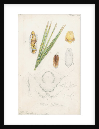 Fiorinia fioriniae [Palm fiorinia scale] by Robert Newstead