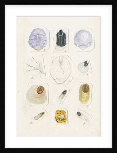 Parlatoria pergandii [Chaff scale], Parlatoria zizyphi [Black parlatoria scale] and Parlatoria proteus [Proteus scale] by Robert Newstead