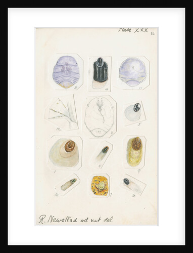 Parlatoria pergandii [Chaff scale], Parlatoria zizyphi [Black parlatoria scale] and Parlatoria proteus [Proteus scale] by Robert Newstead
