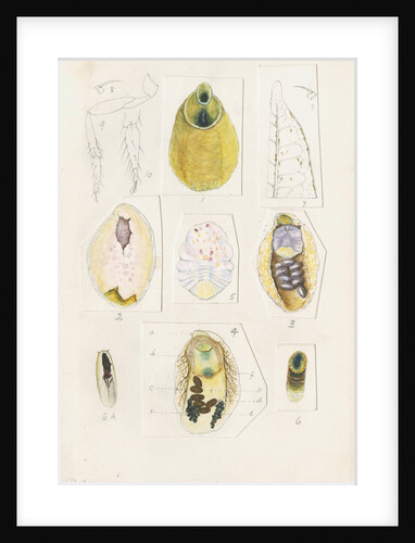 Parlatoria proteus, var. Crotonis by Robert Newstead