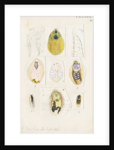 Parlatoria proteus, var. Crotonis by Robert Newstead