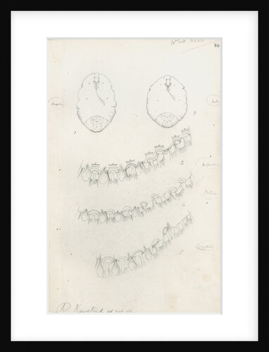 Posterior margins of Parlatoria pergandii [Chaff Scale], Parlatoria proteus [Proteus scale] and Parlatoria zizyphi [Black parlatoria scale] by Robert Newstead