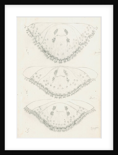 Posterior body parts of Parlatoria pergandii [Chaff Scale], Parlatoria proteus [Proteus scale] and Parlatoria zizyphi [Black parlatoria scale] by Robert Newstead