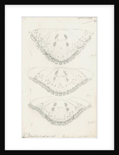 Posterior body parts of Parlatoria pergandii [Chaff Scale], Parlatoria proteus [Proteus scale] and Parlatoria zizyphi [Black parlatoria scale] by Robert Newstead