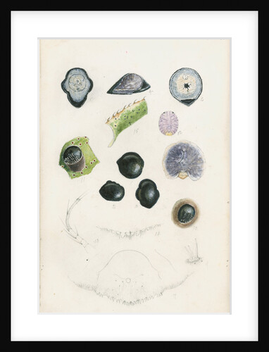 Gymnaspis aechmeae [Fly speck scale] by Robert Newstead