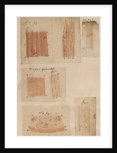 Mauritius ebony wood and boxwood by Anonymous