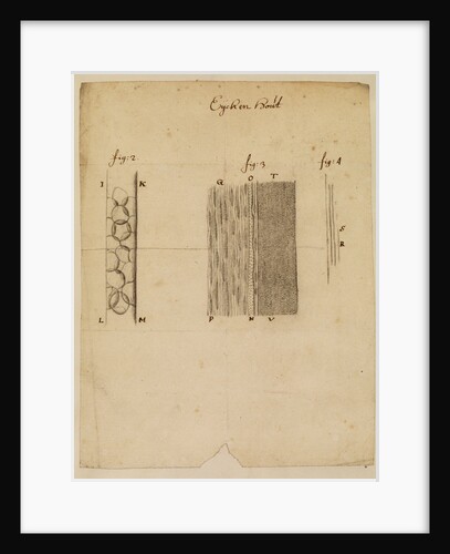 Section of oakwood by Anonymous