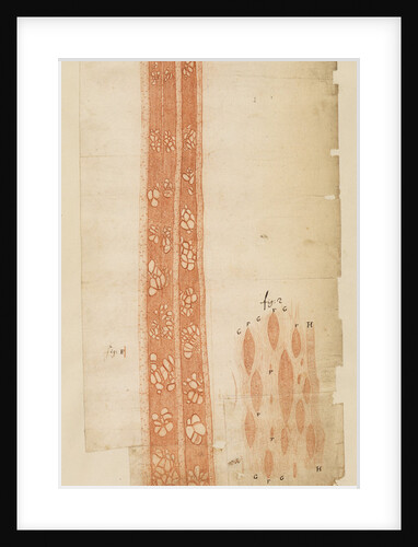 Section of elm wood by Anonymous