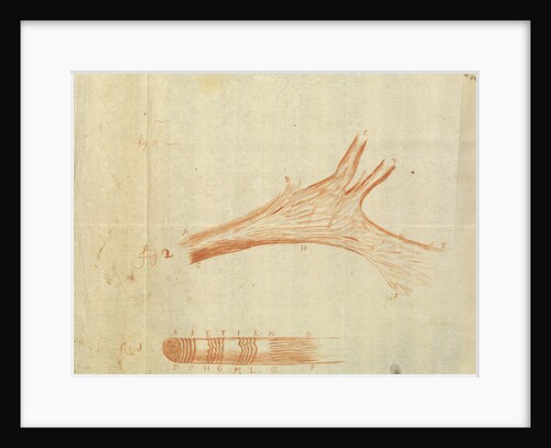 Microscopic views of muscle fibres of fish by Antoni van Leeuwenhoek