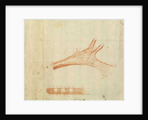 Microscopic views of muscle fibres of fish by Antoni van Leeuwenhoek