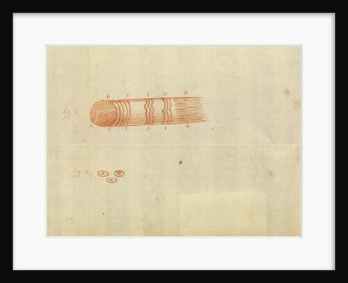 Microscopic views of muscle fibres and red blood cells of fish by Antoni van Leeuwenhoek