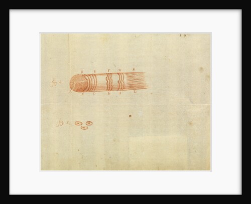 Microscopic views of muscle fibres and red blood cells of fish by Antoni van Leeuwenhoek