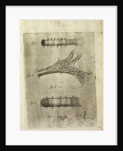 Microscopic views of muscle fibres and red blood cells of fish by Anonymous