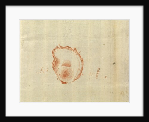 Microscopic view of an oyster shell by Antoni van Leeuwenhoek