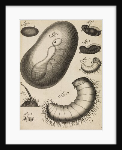 Microscopical observations of the development of the ant by Anonymous