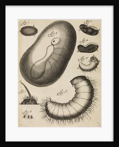 Microscopical observations of the development of the ant by Anonymous
