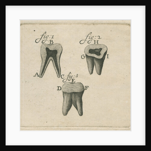 Microscopical observations of the structure of human teeth by Anonymous