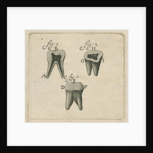 Microscopical observations of the structure of human teeth by Anonymous