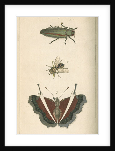 Specimens of a beetle, insect and butterfly by Moses Harris