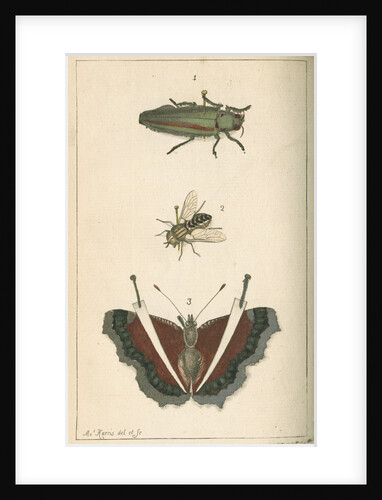 Specimens of a beetle, insect and butterfly by Moses Harris