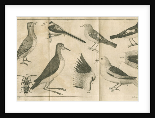Birds and a beetle from Linnaeus's 'Swedish Fauna' by C Bergquist
