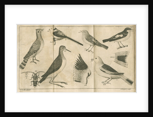 Birds and a beetle from Linnaeus's 'Swedish Fauna' by C Bergquist