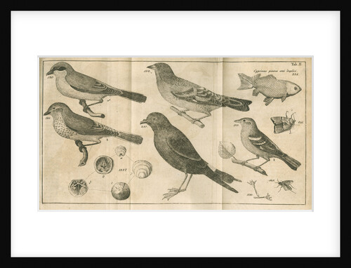 Birds, shells, a fish, an insect and a moth from Linnaeus's 'Swedish Fauna' by C Bergquist