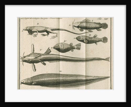 Species of fish and a lizard from Linnaeus's 'Academic delights' by Anonymous