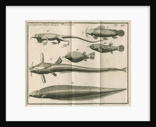 Species of fish and a lizard from Linnaeus's 'Academic delights' by Anonymous