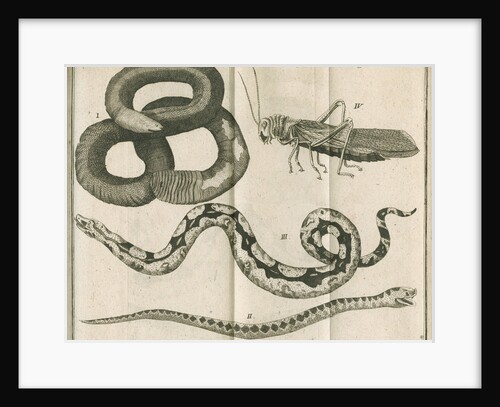 Snakes and a cricket from Linnaeus's 'Academic delights' by Anonymous