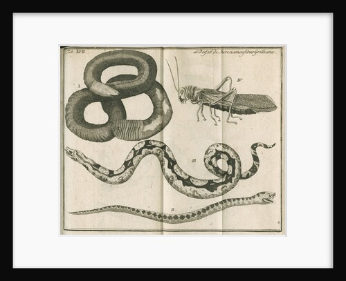 Snakes and a cricket from Linnaeus's 'Academic delights' by Anonymous