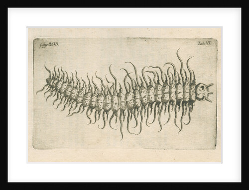 Marine plankton from Linnaeus's 'Academic delights' by Anonymous