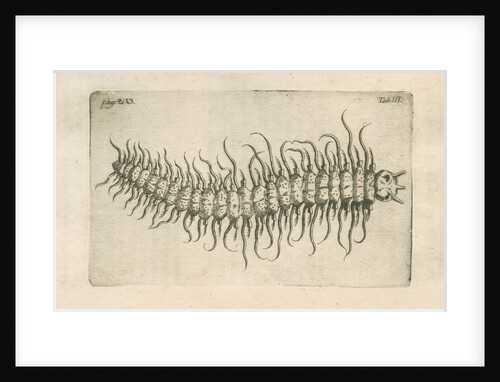 Marine plankton from Linnaeus's 'Academic delights' by Anonymous
