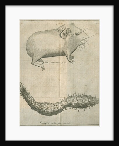 Guinea pig and 'Maltese mushroom' from Linnaeus's 'Academic delights' by Anonymous