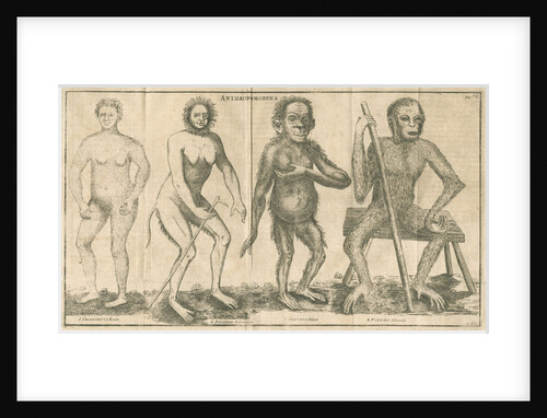 Four 'humanoid' figures from Linnaeus's 'Academic delights' by Anonymous