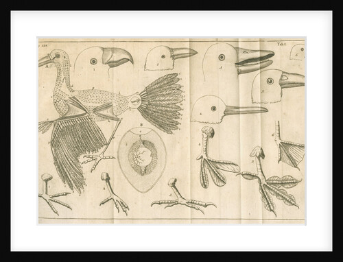 Comparative study of birds beaks and feet from Linnaeus's 'Academic delights' by Anonymous