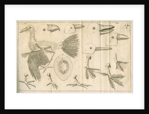 Comparative study of birds beaks and feet from Linnaeus's 'Academic delights' by Anonymous