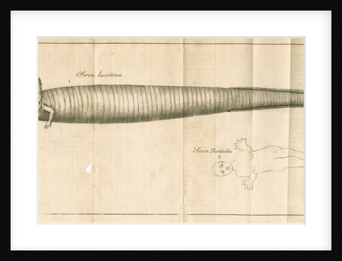 The greater siren from Linnaeus's 'Academic delights' by Anonymous