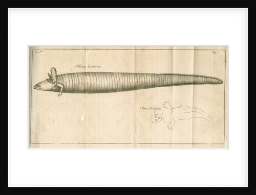 The greater siren from Linnaeus's 'Academic delights' by Anonymous