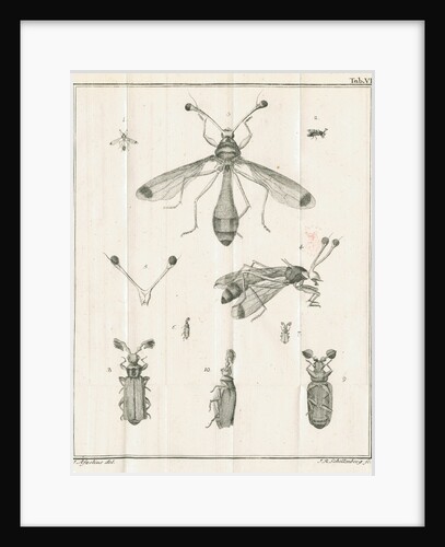 Insects from Linnaeus's 'Academic delights' by Johann Rudolf Schellenburg