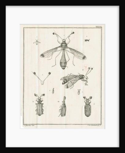 Insects from Linnaeus's 'Academic delights' by Johann Rudolf Schellenburg