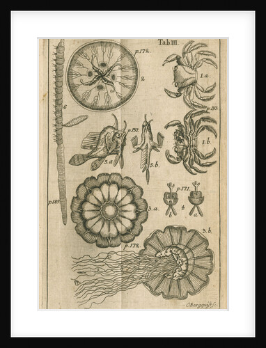 Fish, jellyfish and crabs by C Bergquist