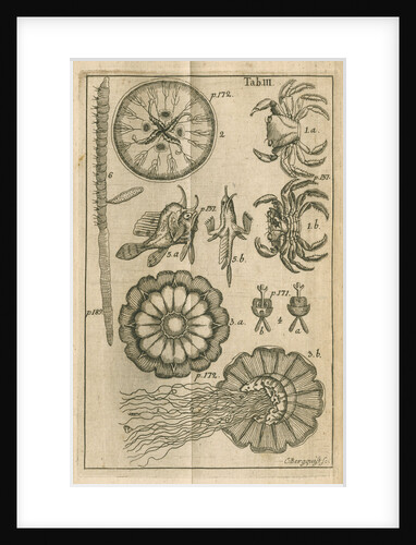 Fish, jellyfish and crabs by C Bergquist