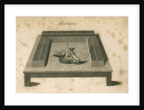 Electrical experiment with ox's head by Anonymous