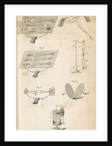 Experiments on galvanism with frogs by Anonymous